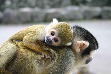 伊豆シャボテン動物公園