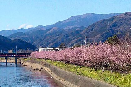 河津桜まつり