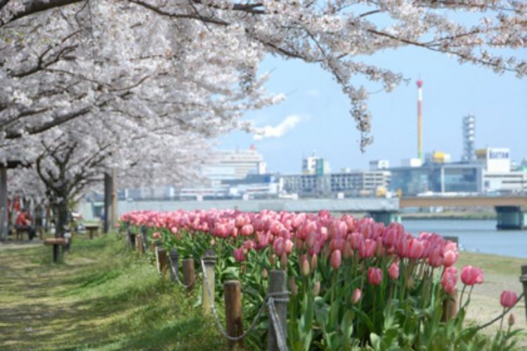 信濃川やすらぎ堤緑地