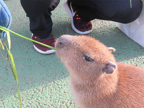 距離感0で楽しむアクティビティ動物園
