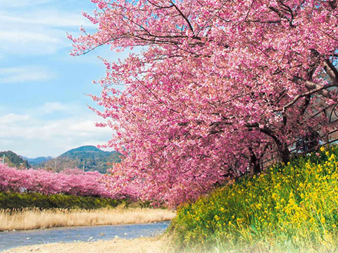 河津桜まつり