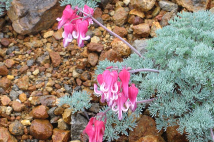 本白根山ハイキング(本白根山噴火のため入山禁止)